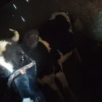 گاو|حیوانات مزرعه|ارمند, |دیوار