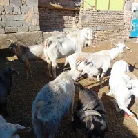 ۵عددبز (سانان) آبستن|حیوانات مزرعه|سبزوار, قصبه شرقی|دیوار