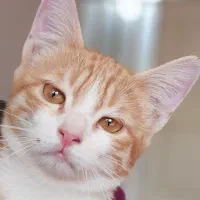 گربه ماده نارنجی