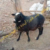 شال رومانف چندقلوزا