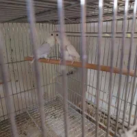 طوطی  کوتوله  برزیلی  ماده بالغ