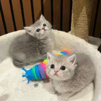 گربه بیریتیش نر|گربه|لاهیجان, امیرشهید|دیوار