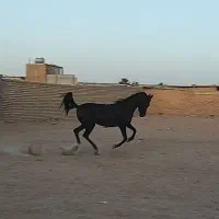 اسب مادیان مشکی|اسب و تجهیزات اسب‌سواری|برخوار, |دیوار