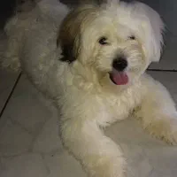 سرپرستی حیوانات