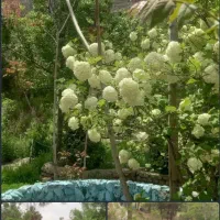 تور یک و نیم روزه شاد بهشت ارزنه