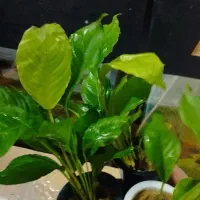 آکواریوم اطلس