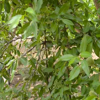 باغ گیلاس و باددام|فروش زمین و ملک کلنگی|اصفهان, آزادگان|دیوار