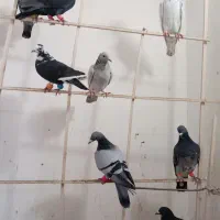 16تاکفترپرشی قلدور زدوخوردی