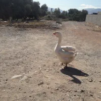 تخم نطفه دارقوغاز لیندا اصل