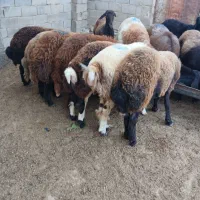 بره های توقلی ماده زیر قوچی