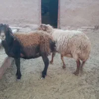 2راس میش داشتی گله گرد وآبستن|حیوانات مزرعه|کدکن, |دیوار