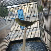 انواع قناری در رنگ ها و نژاد های مختلف بخون و عالی|پرنده|خورموج, |دیوار