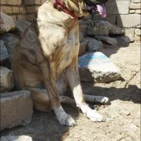 ماده رخ|سگ|کبودرآهنگ, |دیوار