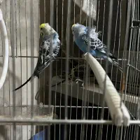 مرغ عشق|پرنده|بیرجند, |دیوار