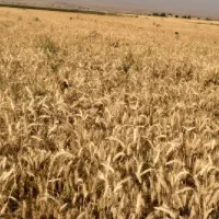 بذر گندم بوجاری شده