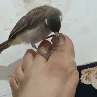 جوجه قناری امسال