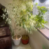 درخت بنجامین