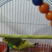 مرغ عشق هلندی|پرنده|رشت, پل تالشان|دیوار