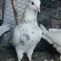 طوقی|پرنده|سرپل ذهاب, |دیوار