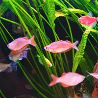 رمبو رد و انواع ماهی جدید