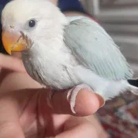 طوطی برزیلی گمشده