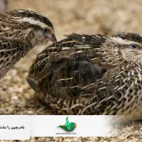 تخم بلدرچین نطفه دار