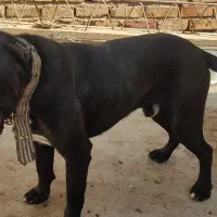 سگهای باهوش|سگ|کرمان, |دیوار