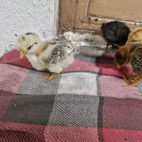 ۱۰ تا جوجه محلی