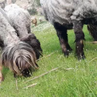 قوچ بختیاری رگ دار