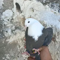 کبوتر صید کربلایی و سار کاکلی