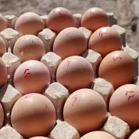 فروش تخم نطفه دار مرغ امروک