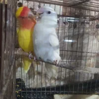 فروش و معاوضه جفت کوتوله  راهب گرینچیک قفس ۶ خان