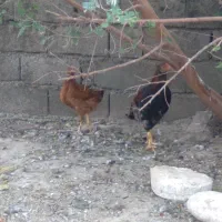 نیمچه مرغ وخروس مرندی لهستانی محلی|حیوانات مزرعه|گنبد کاووس, |دیوار