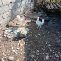 مرغ و خروس نژاد گلین