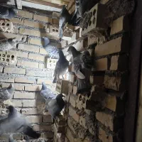 باسلام 36تاحیون یک نسوماده نسونرهمه جوانه جفت 650|پرنده|پائین جام, |دیوار