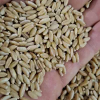 بذر گندم دیم صدارا|خدمات باغبانی و درختکاری|تبریز, |دیوار