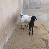 فروش قوچ سه۳شیره ودوراس بره ماده|حیوانات مزرعه|قلقل رود, |دیوار