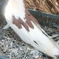 سلام دوستان عزیز تلویزیون فروشی
