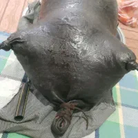 هیزه (پوست گوسفند)|صنایع دستی و سایر لوازم تزئینی|اسلامآباد غرب, |دیوار