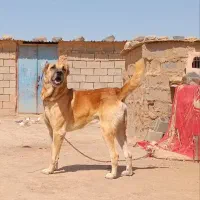 سگ ب شرط گله