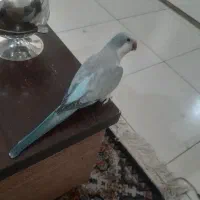 راهب سوپر رام تازه دونخور تا بالغ با تست جنسیت