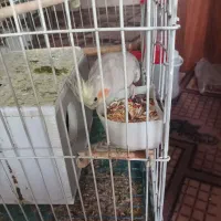 عروس هلندی مولد|پرنده|رباط‌کریم, شترخوار|دیوار