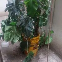 گل باغچه|گل و گیاه طبیعی|تهران, جنتآباد جنوبی|دیوار