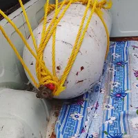 کپسول سی آن جی|قطعات یدکی و لوازم جانبی|رشت, دباغیان|دیوار