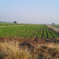 فروش-یک-هکتار-زمین-کشاورزی