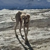 تازی ماده / تانجی|سگ|دیواندره, |دیوار