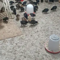 فروش جوجه گلپایگانی