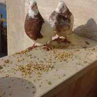 یک جفت کبوتر طوقی