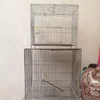 جفت مرغ عشق مولد|پرنده|بومهن, |دیوار