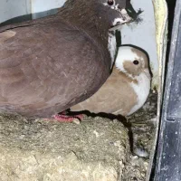 سلام پنج جفت نروماده خوشگل جفتگاهی